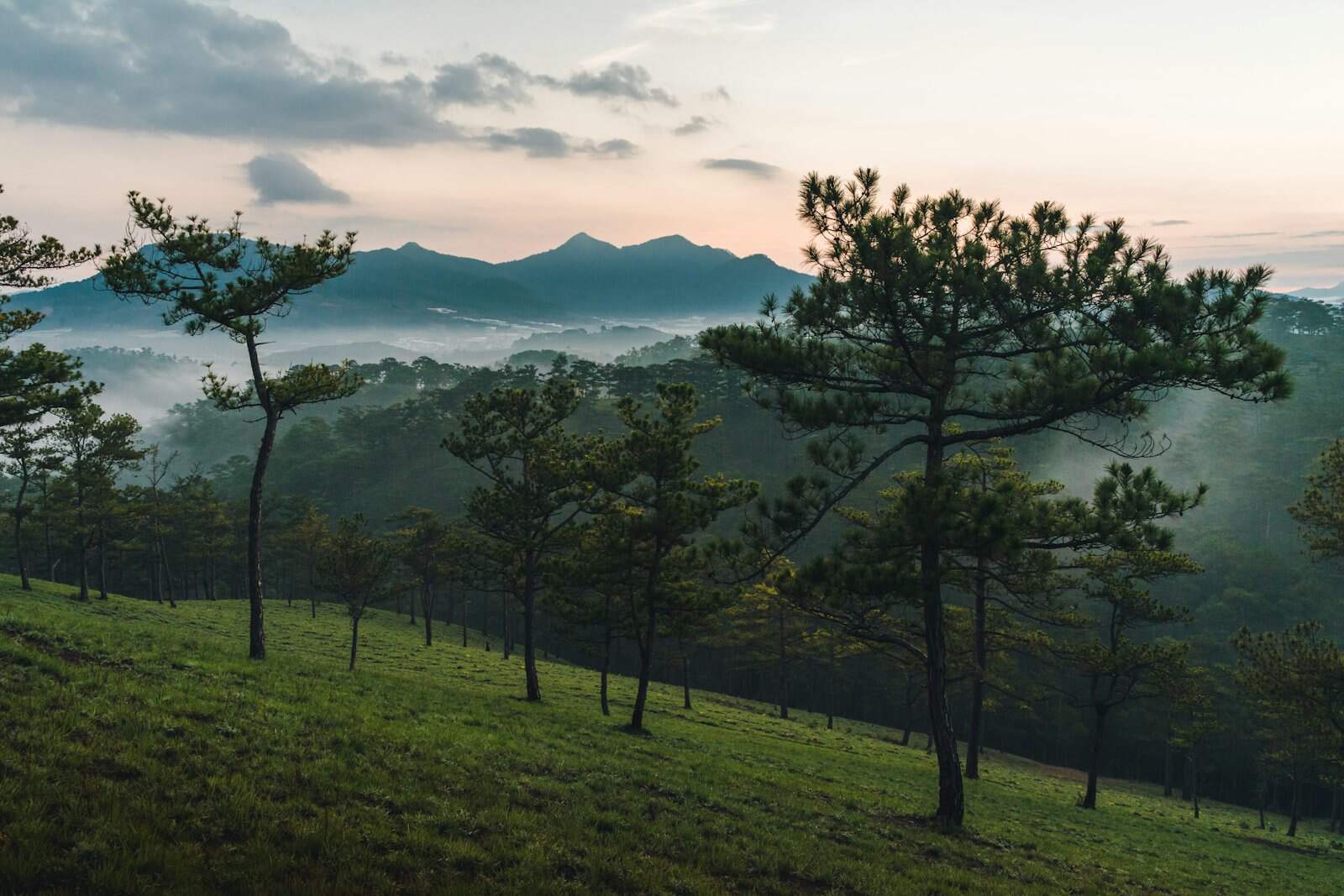 Đồi thông Đà Lạt lúc sáng sớm, sương còn nằm dưới thung lũng