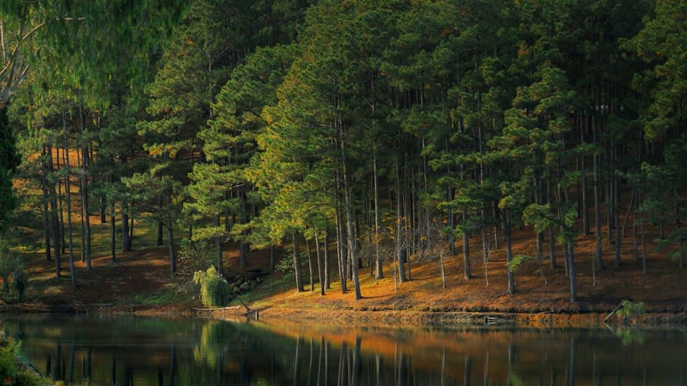 Hồ nước xanh giữa rừng thông